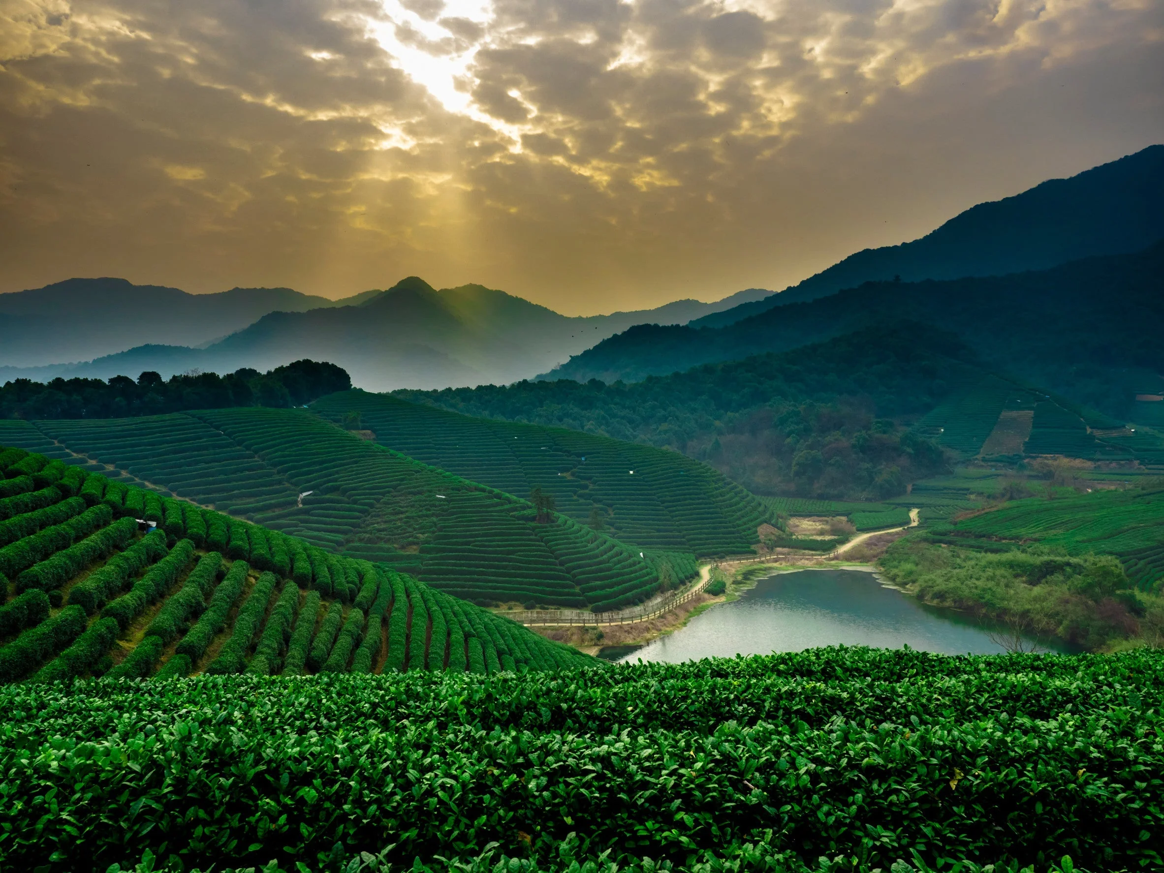 a high mountain tea field