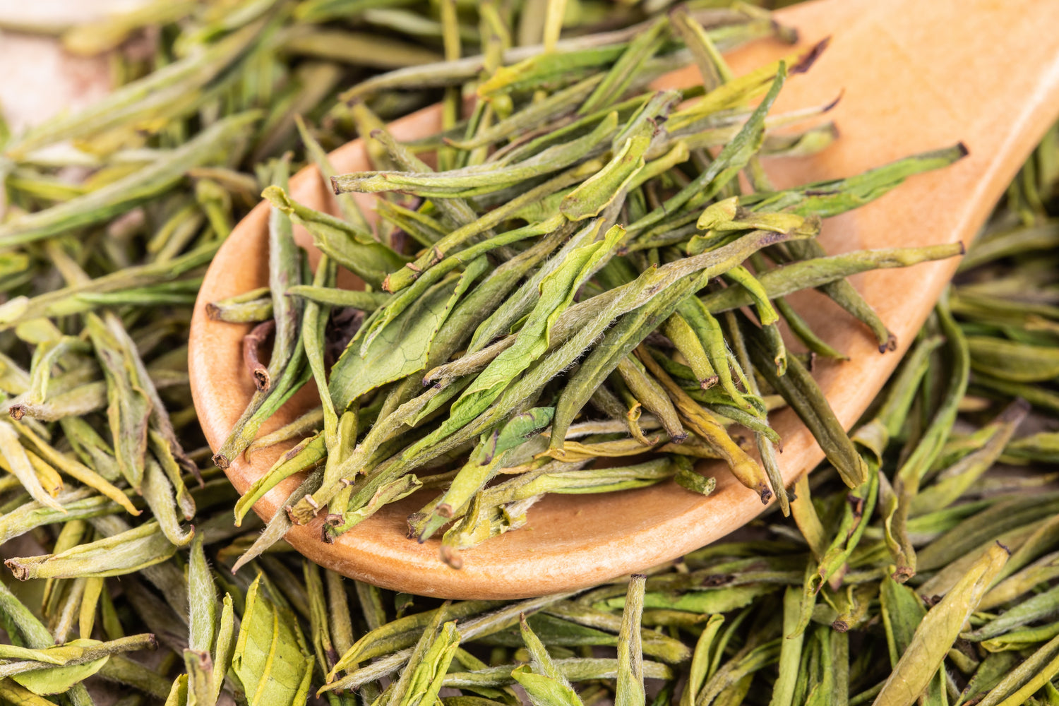 the leaves of anji pearl tips (anji bai cha) on a wooden spoon