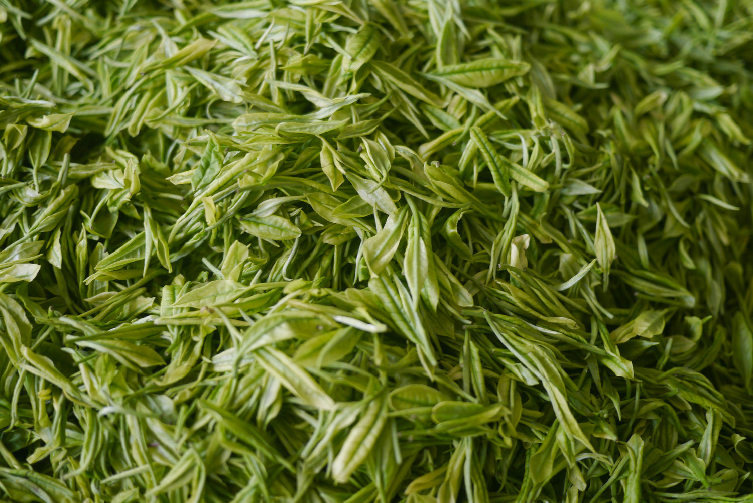 the leaves of anji pearl tips (anji bai cha) being whithered in the sun