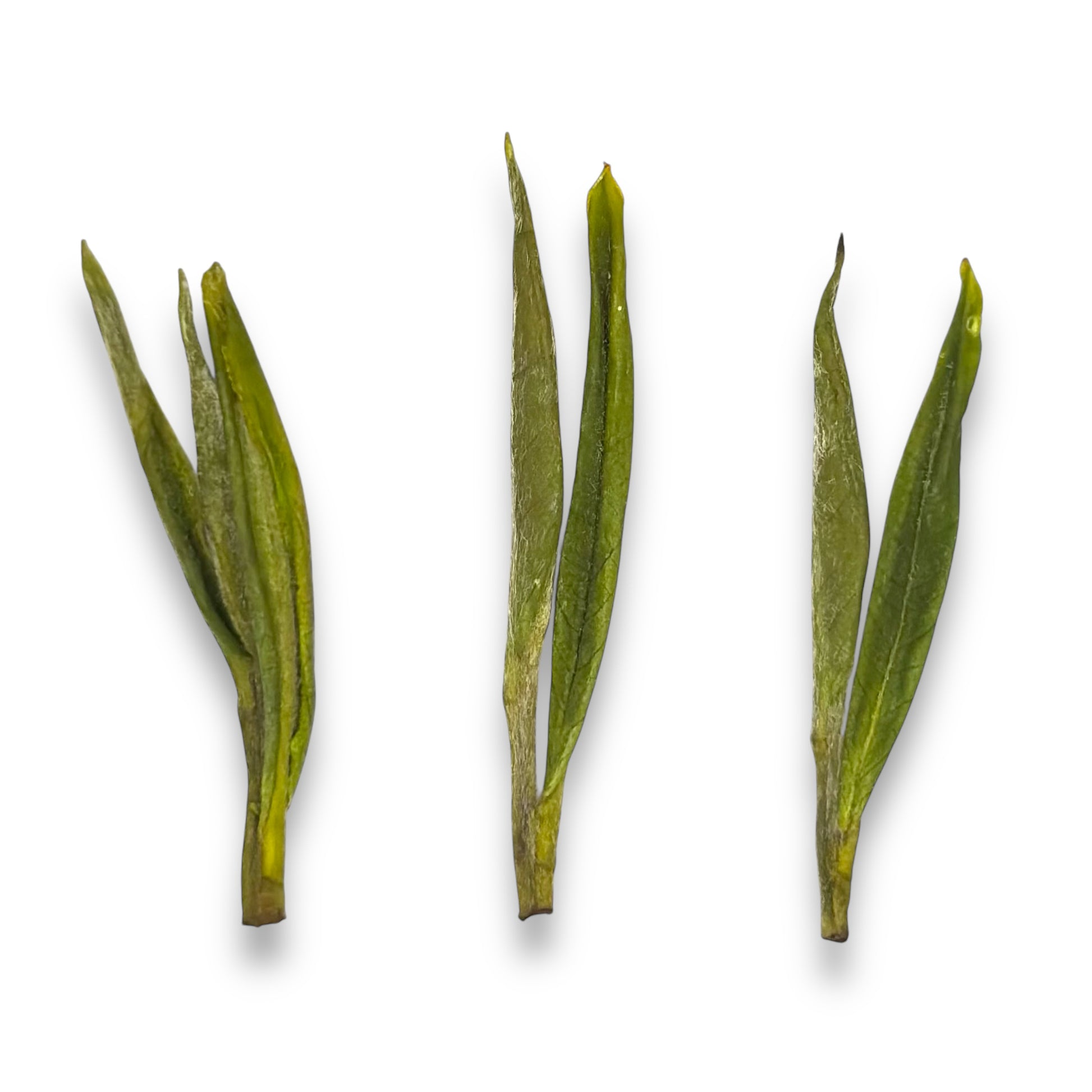 closeup of 3 leaves of anji pearl tips (anji bai cha) tea