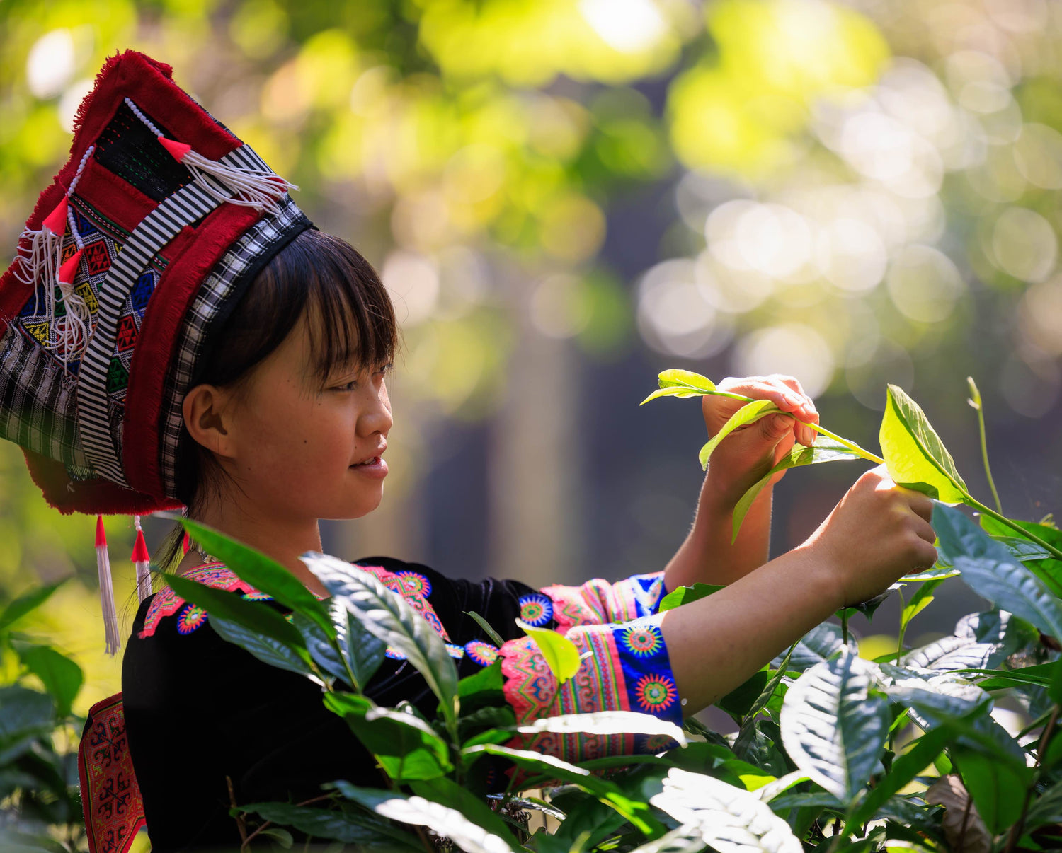 smiling ethnic minorities from yunnan harvesting tea